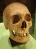 Img: Estridson, Sven II